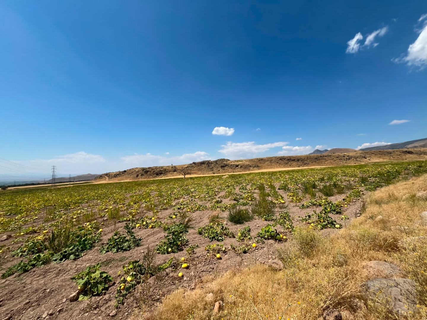 KAYSERİ DEVELİ YENİ MAHALLEDE SATILIK TARLA
